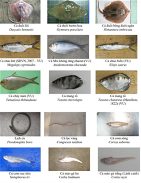 Nghiên cứu đánh giá hiện trạng, đề xuất giải pháp quản lý nguồn lợi thuỷ sản và xây dựng mô hình đồng quản lý nghề cá ven bờ huyện Cần Giờ - TP. Hồ Chí Minh